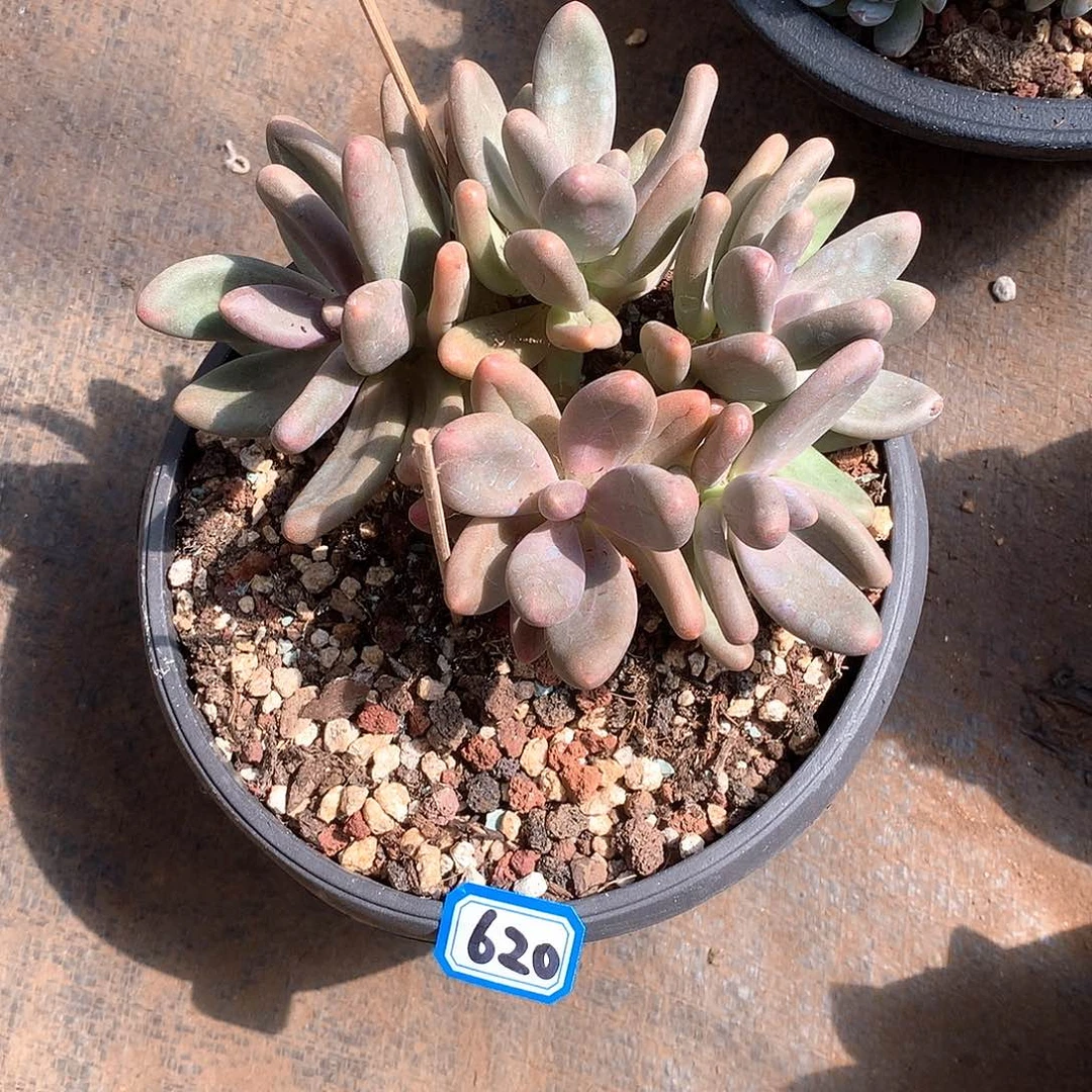 620糖果 一物一拍多肉