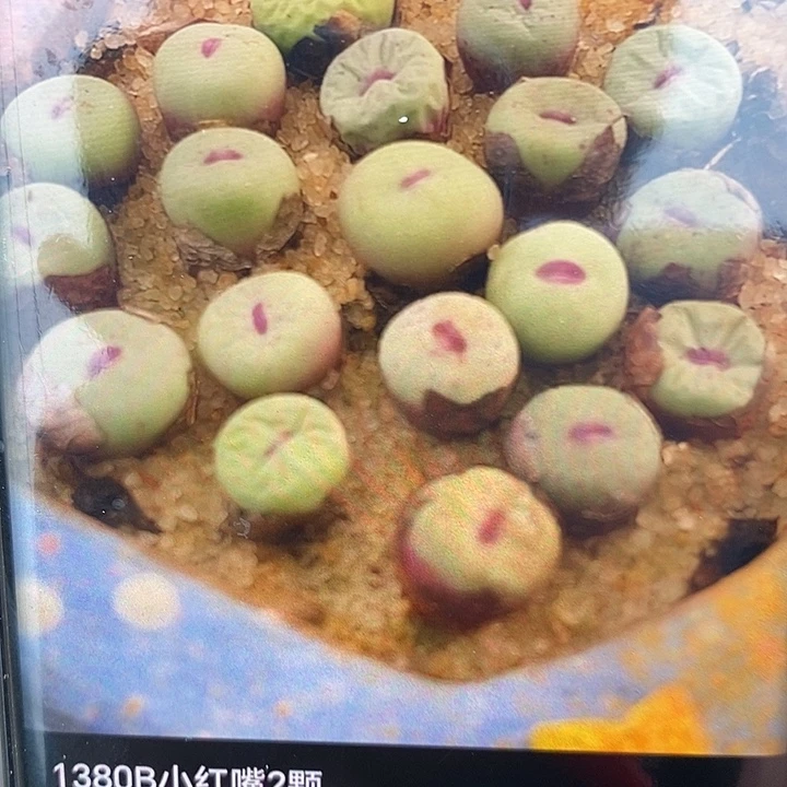 1380B小红嘴2颗。