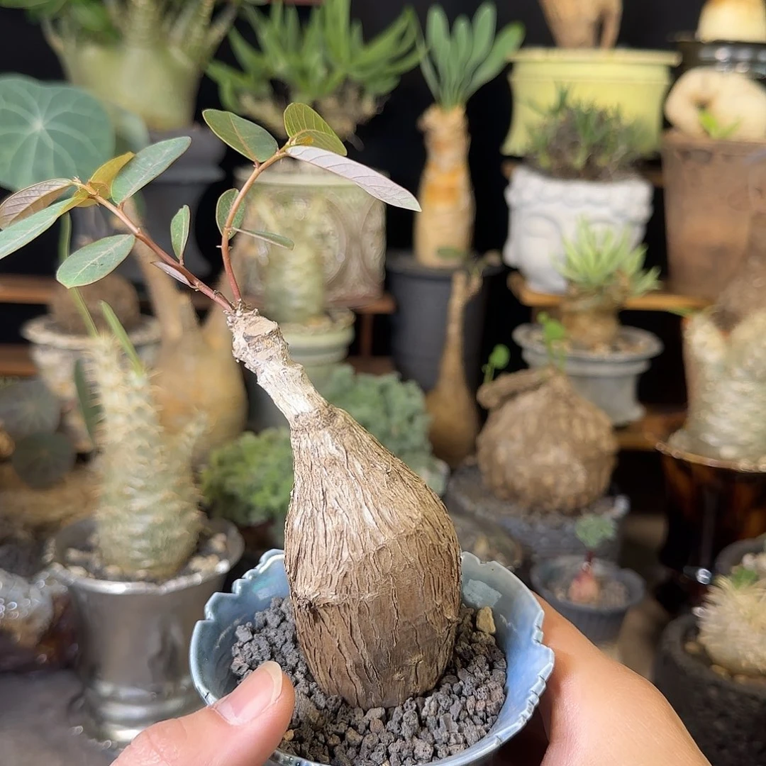 一物一拍奇异油柑210