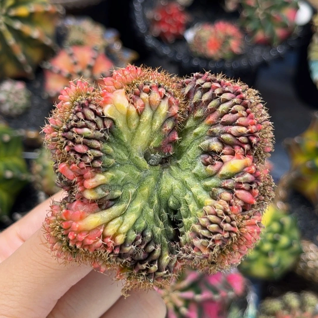 彩虹缀 米哈仙人球