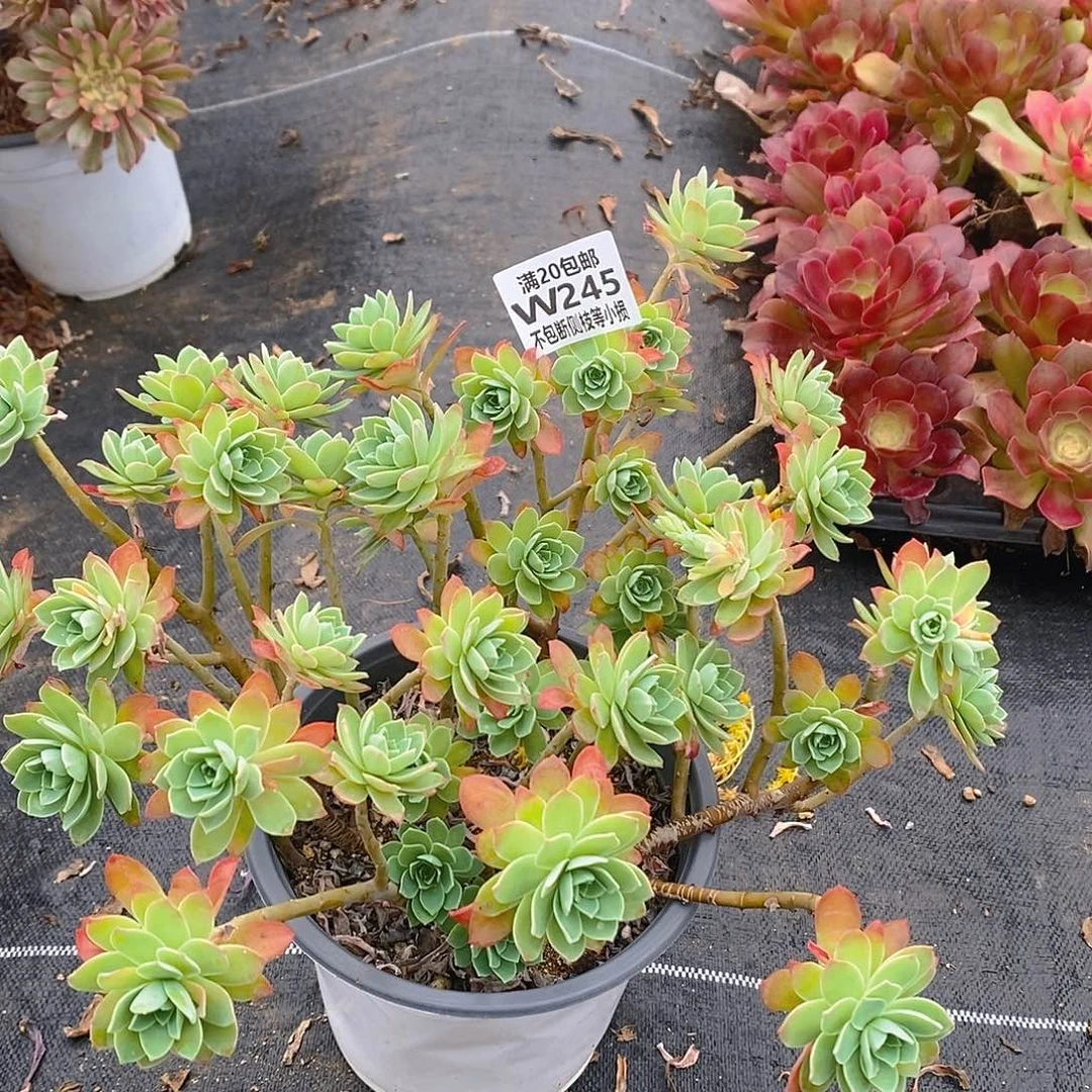 245薄化妆多肉法师