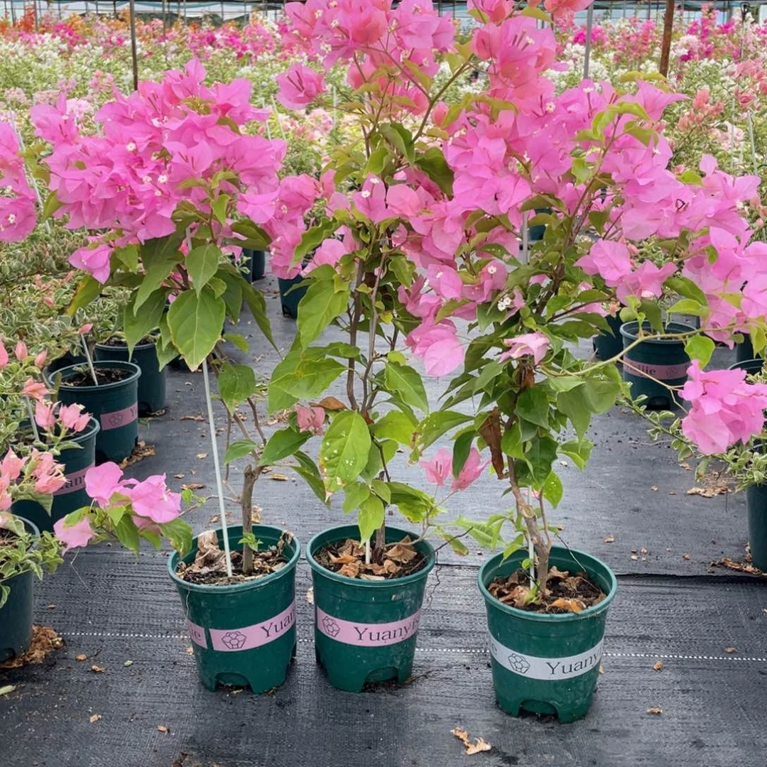 大量花朵（建议范围：8朵-15朵 或40%以上）橙粉公主一盆