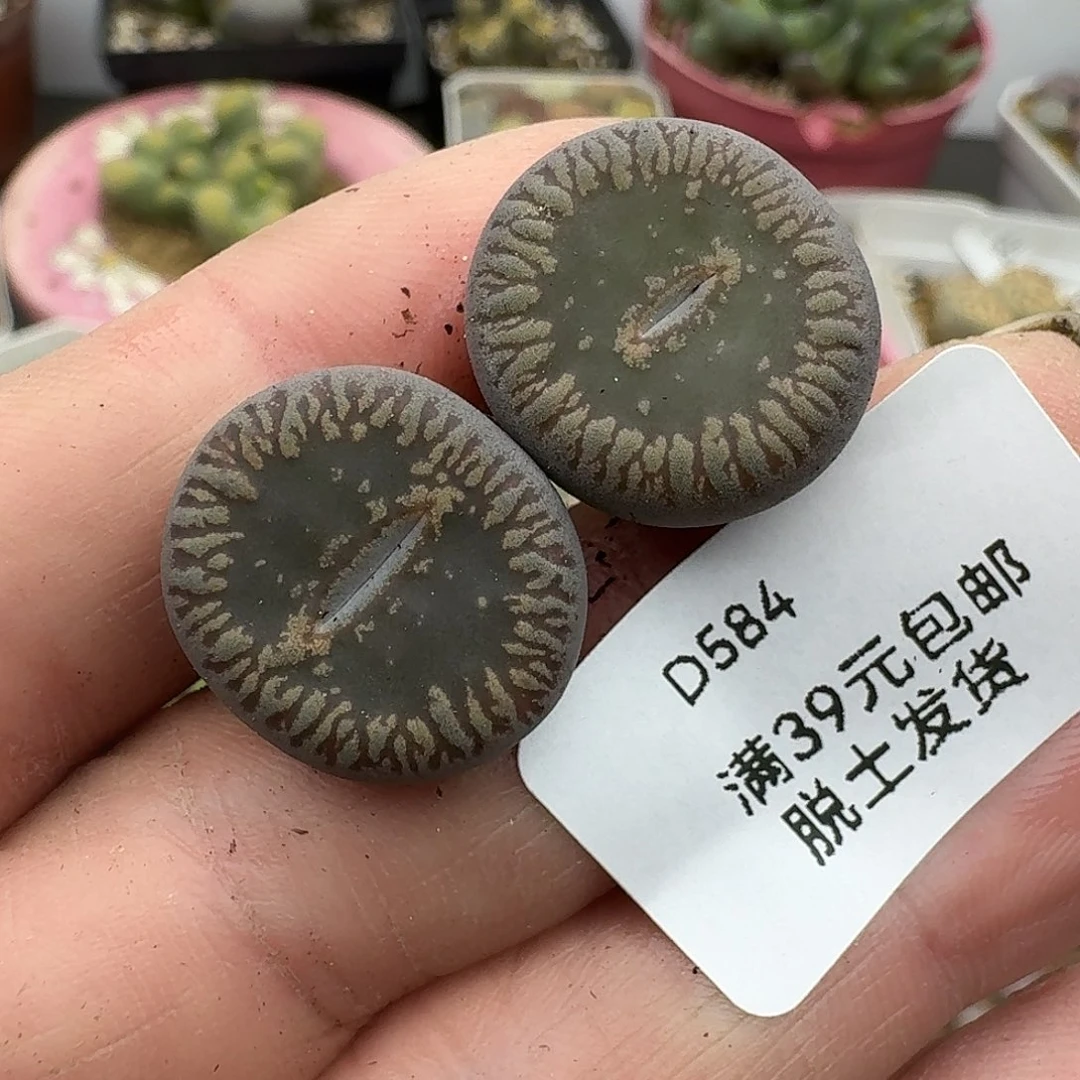 584多肉哈哈哈哈哈哈哈