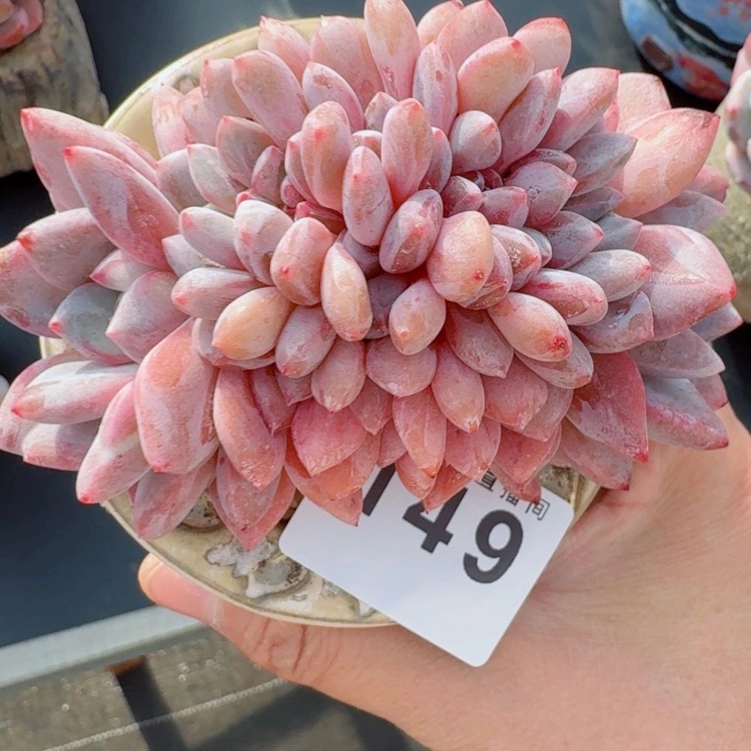 星影奶缀化      愿你一路坦途，乘风破浪展宏图