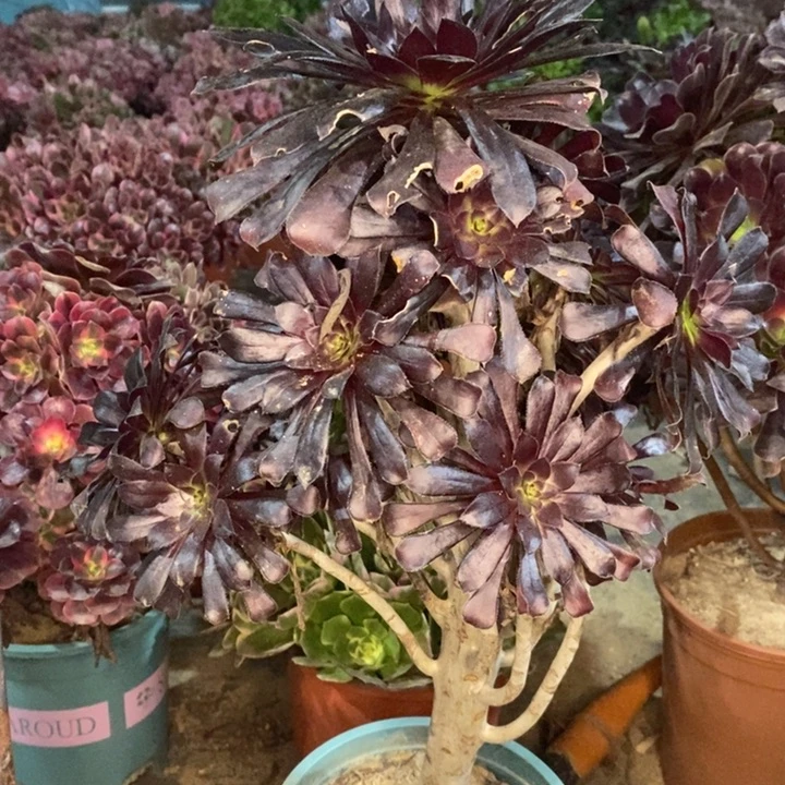 墨法多肉植物46。