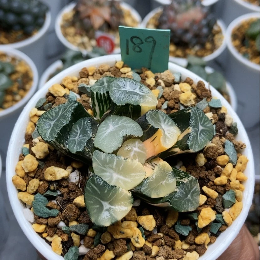 【闪购商品】平*189雪国花菱锦