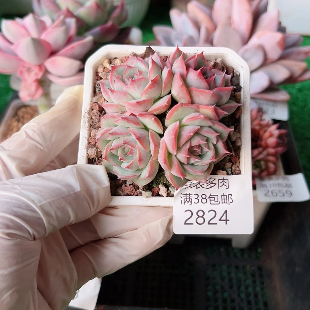 多肉一物一拍植物2824