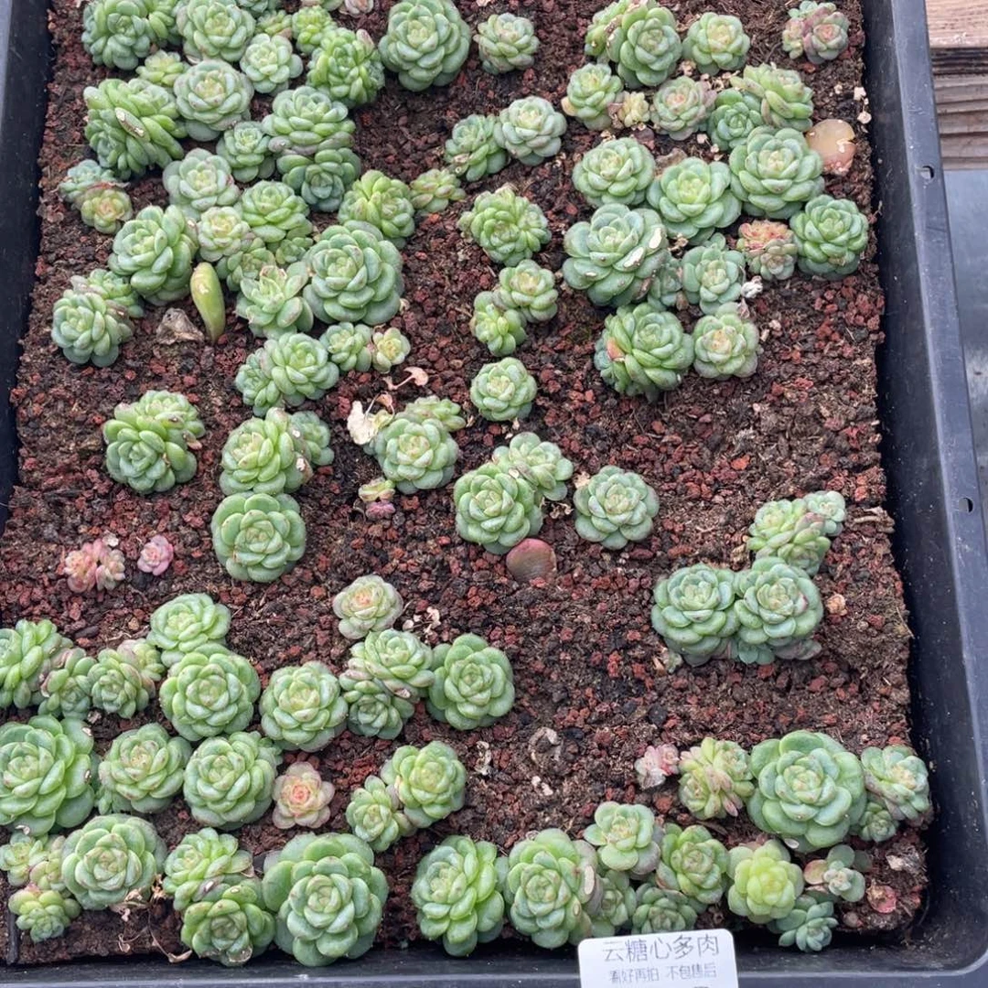 云糖心多肉植物660