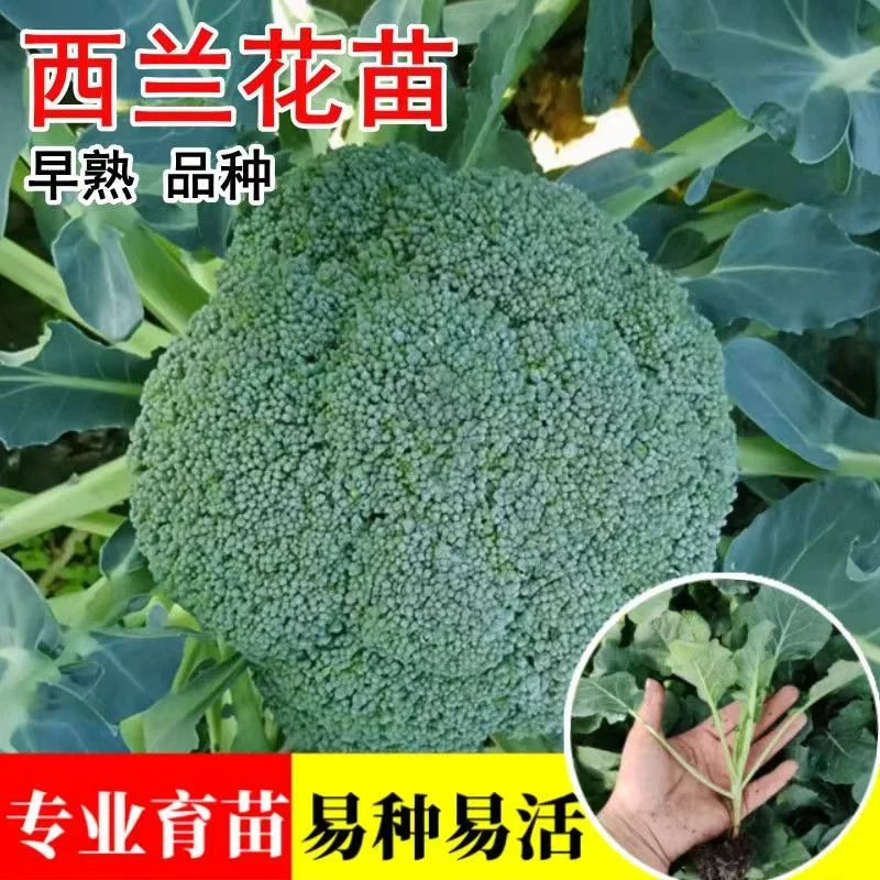 松花菜西兰花甘蓝白菜蔬菜苗 四季阳台庭院种植寿光基地直发