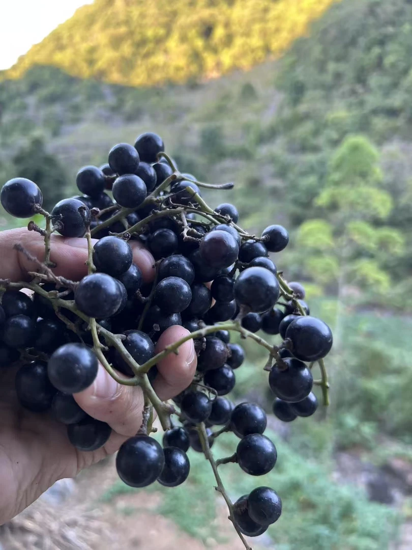 广西新鲜现摘酿酒专用山野葡萄当季水果真空包装【顺丰包邮】