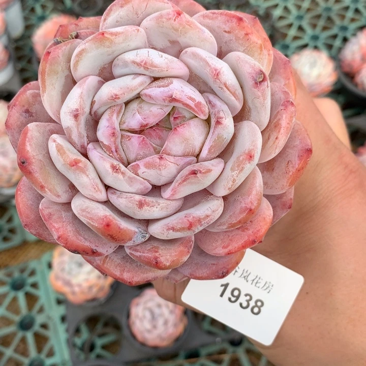 19号下午场。1938一颗微瑕