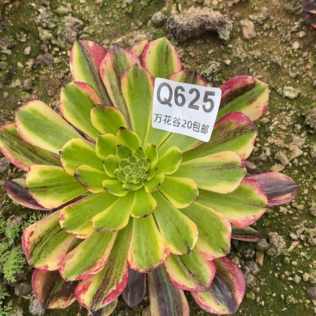 625莫兰迪多肉植物