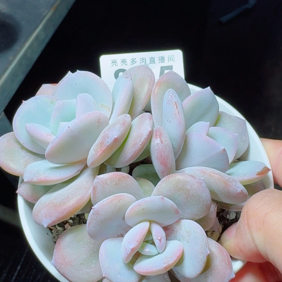 奶茶            精美多肉植物