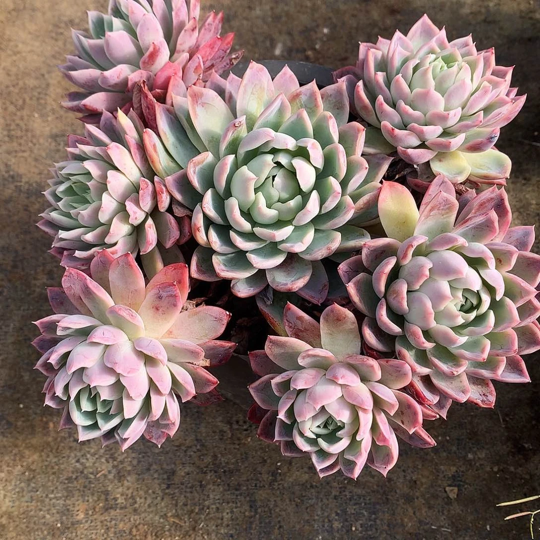 加勒比海蓝一物一拍