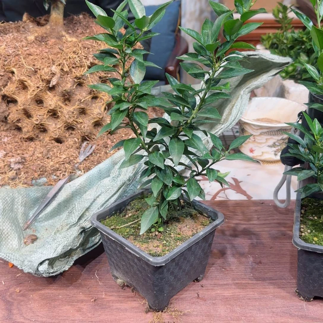 当前无花朵，栽培后可花朵太*