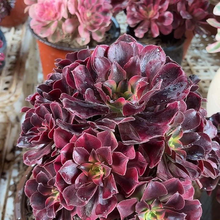 美杜莎带主头一棵脱土