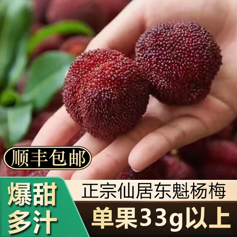顺丰次日达12A颗粒装33g以上大棚正宗仙居东魁杨梅新鲜水果冷链新鲜杨梅浙江省