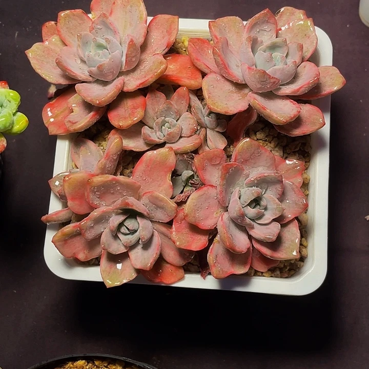 春***实多肉植物多肉彩虹糖锦