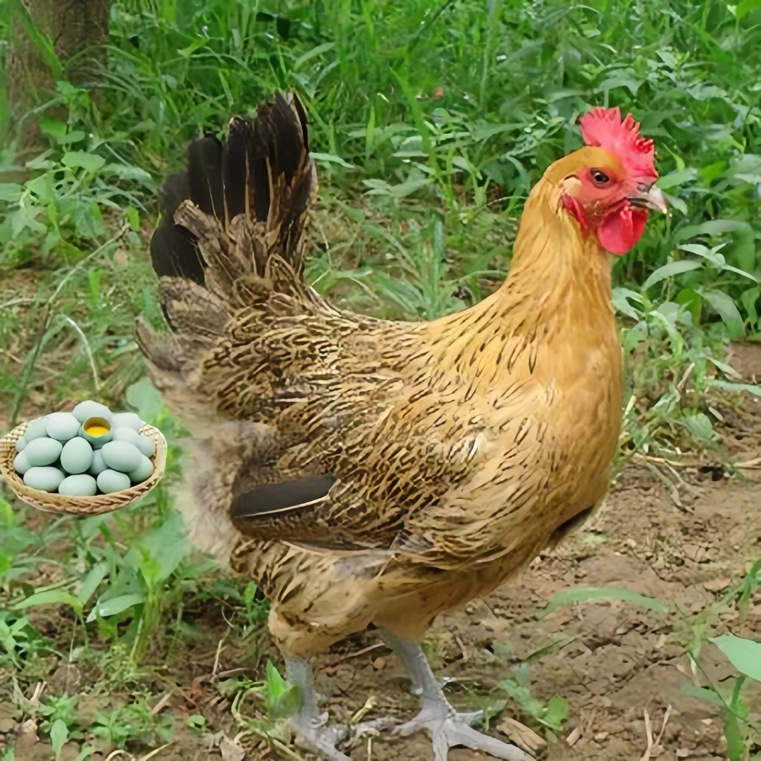 青脚麻羽绿壳蛋鸡 麻羽高产蛋土鸡宠物鸡12只