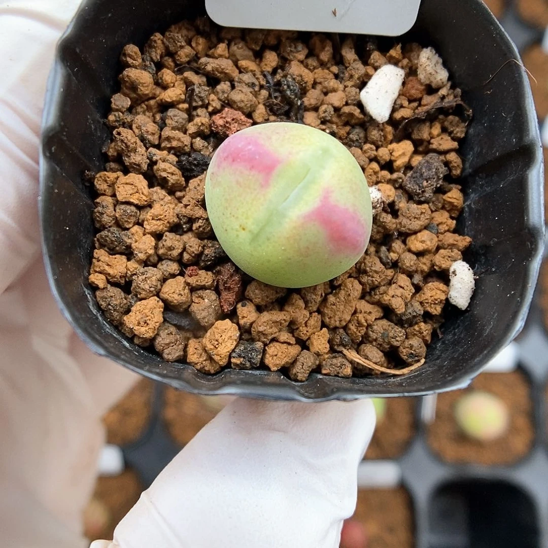 多肉植物A-103（1.5）少将杂