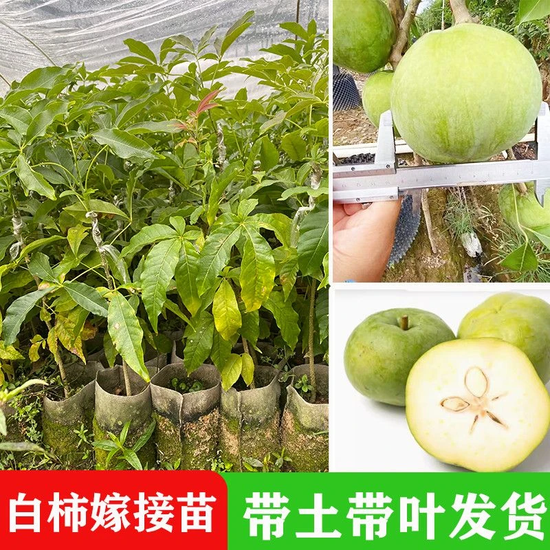 新品种金四季冰淇淋果白柿状元红果树苗