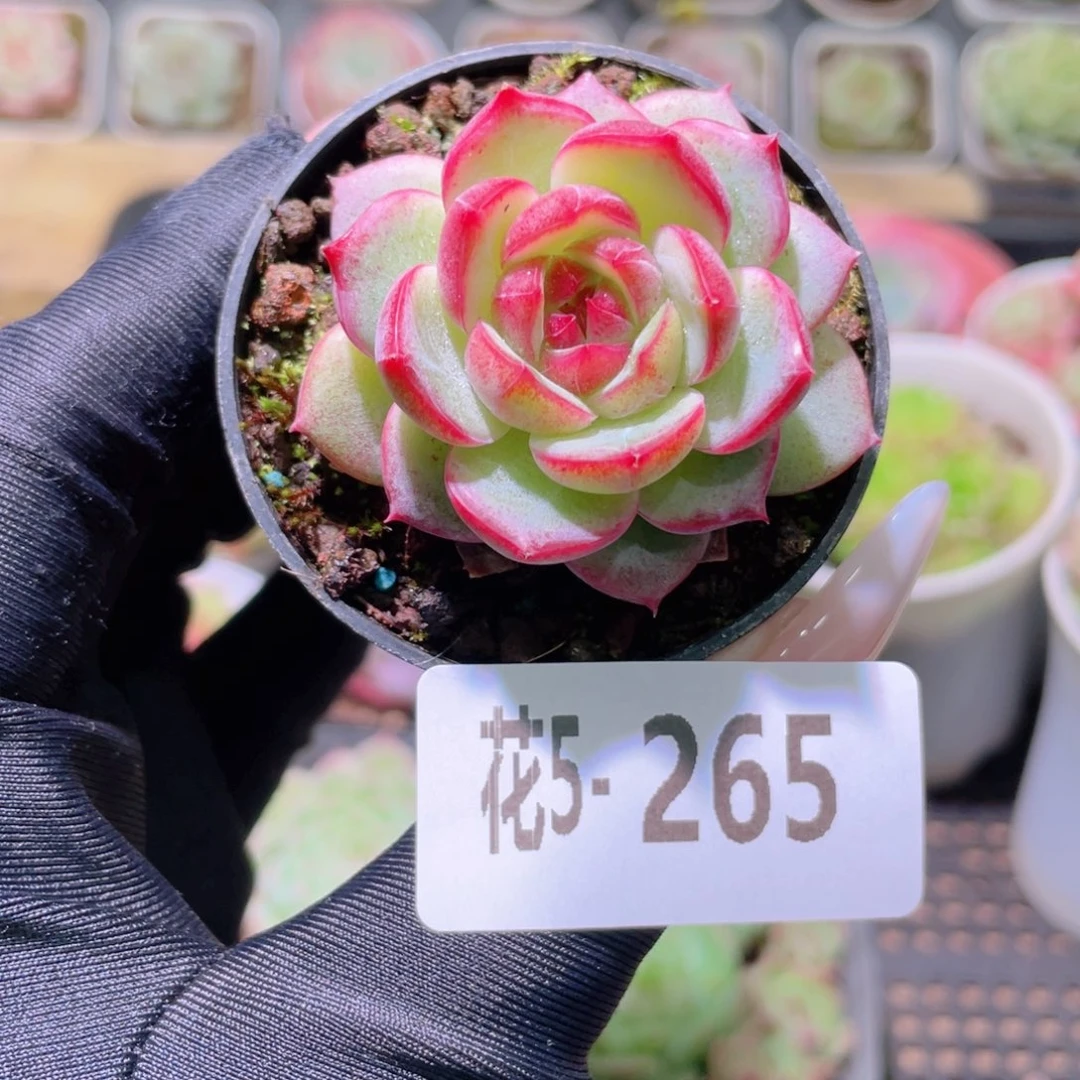 花利美5-265新品单头