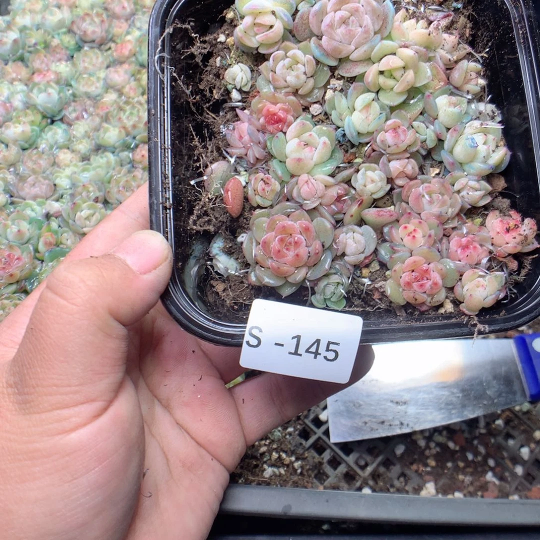 无花朵S145月英语英语