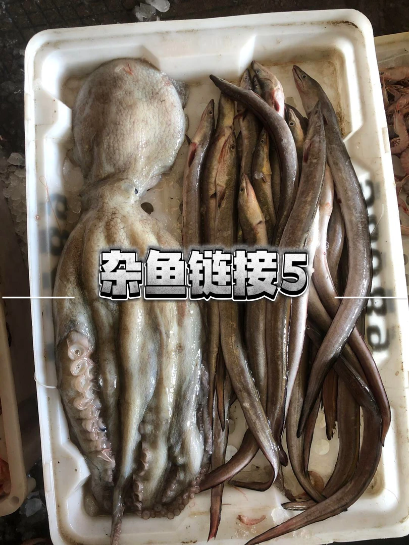 [杂鱼5]  台州松门东海纯野生新鲜海捕 替代链接以现场为准