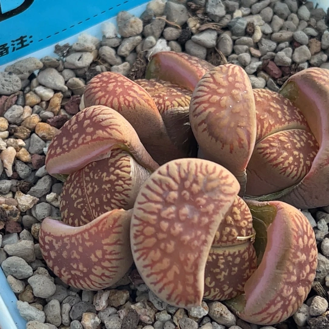 0079四头红流水群一颗