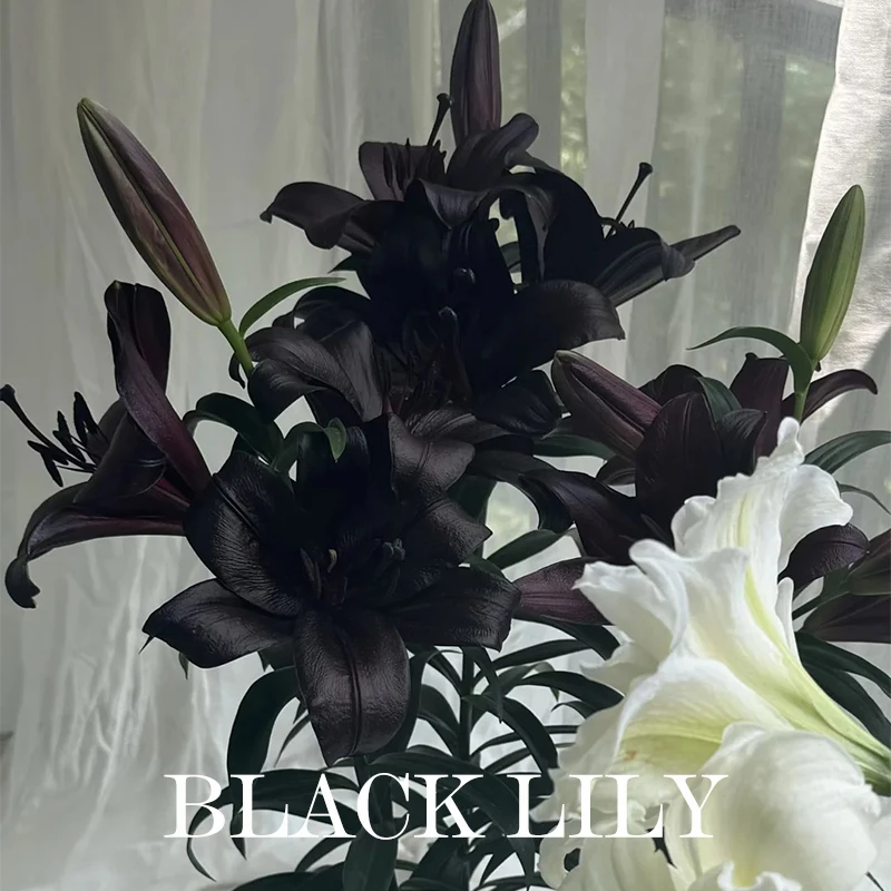 品质-黑百合浴光油精油精油