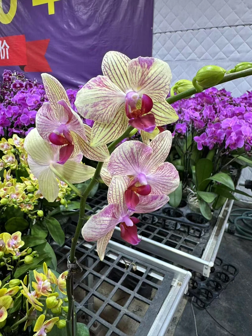 蝴蝶兰【黄色线条】昆明直发