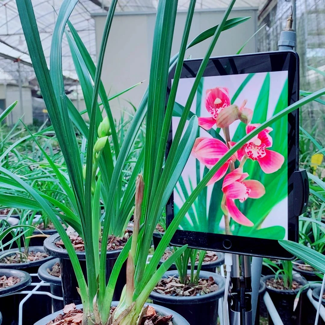 当前无花栽培后可以开花