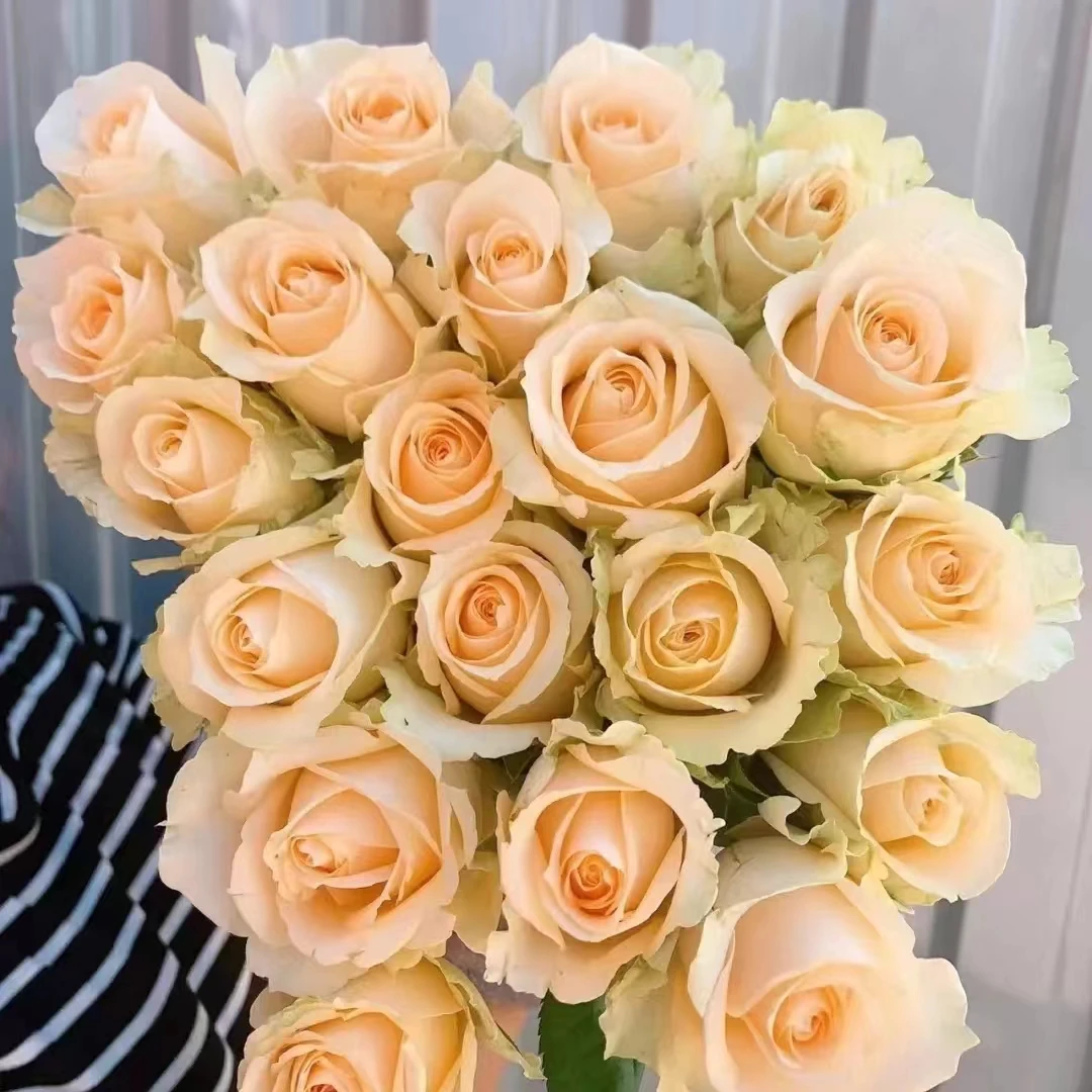 氧花季 香槟蜜桃雪山玫瑰18支+2支防损 收到先醒花 拍2单升级快递