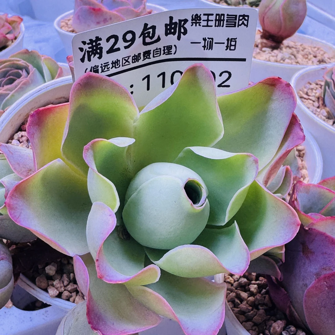 樂王册精品多肉【勿拍】（展示链接专用）