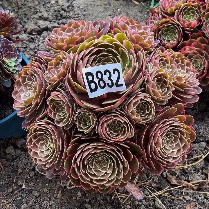 粉花妖26///28包邮法师