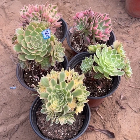 113多肉植物组合，