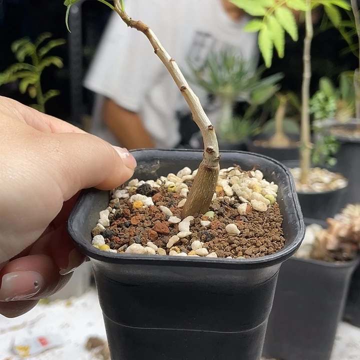 鹿角橄榄多肉植物