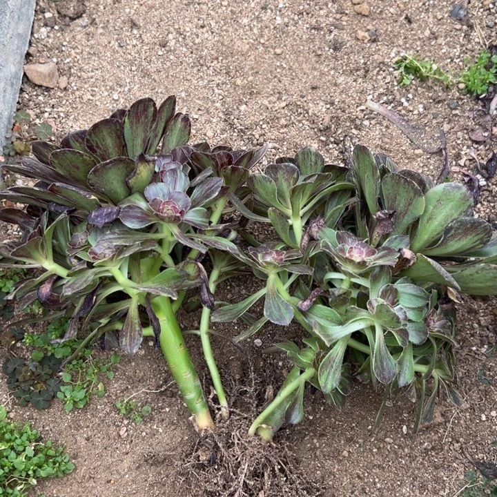 黑钻花无缺组多肉植物