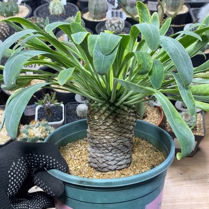 实生大号铁甲丸401号6cm