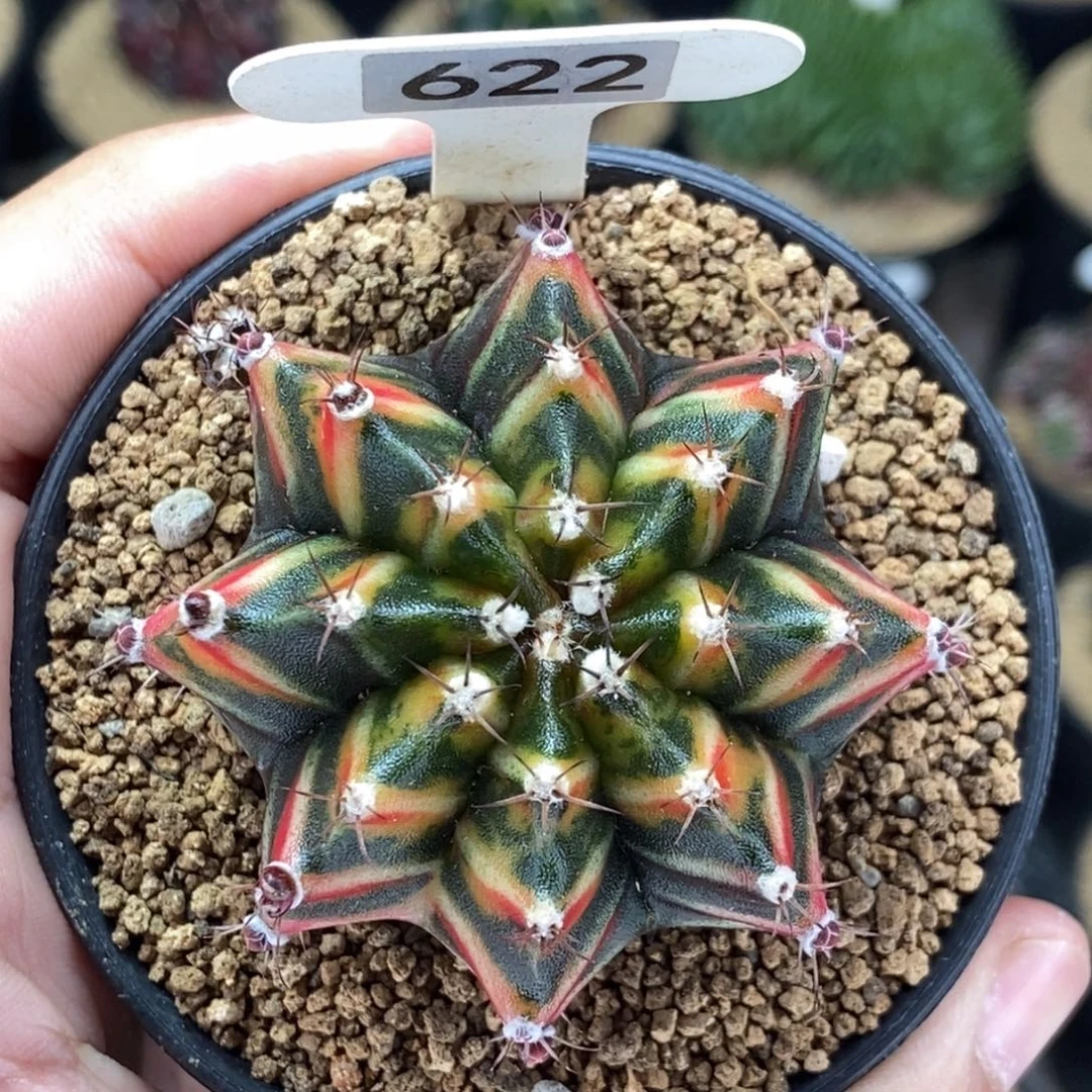 米哈肋骨仙人球10