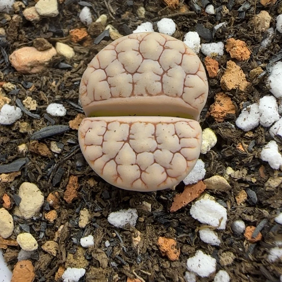 036 生石花大棚直播