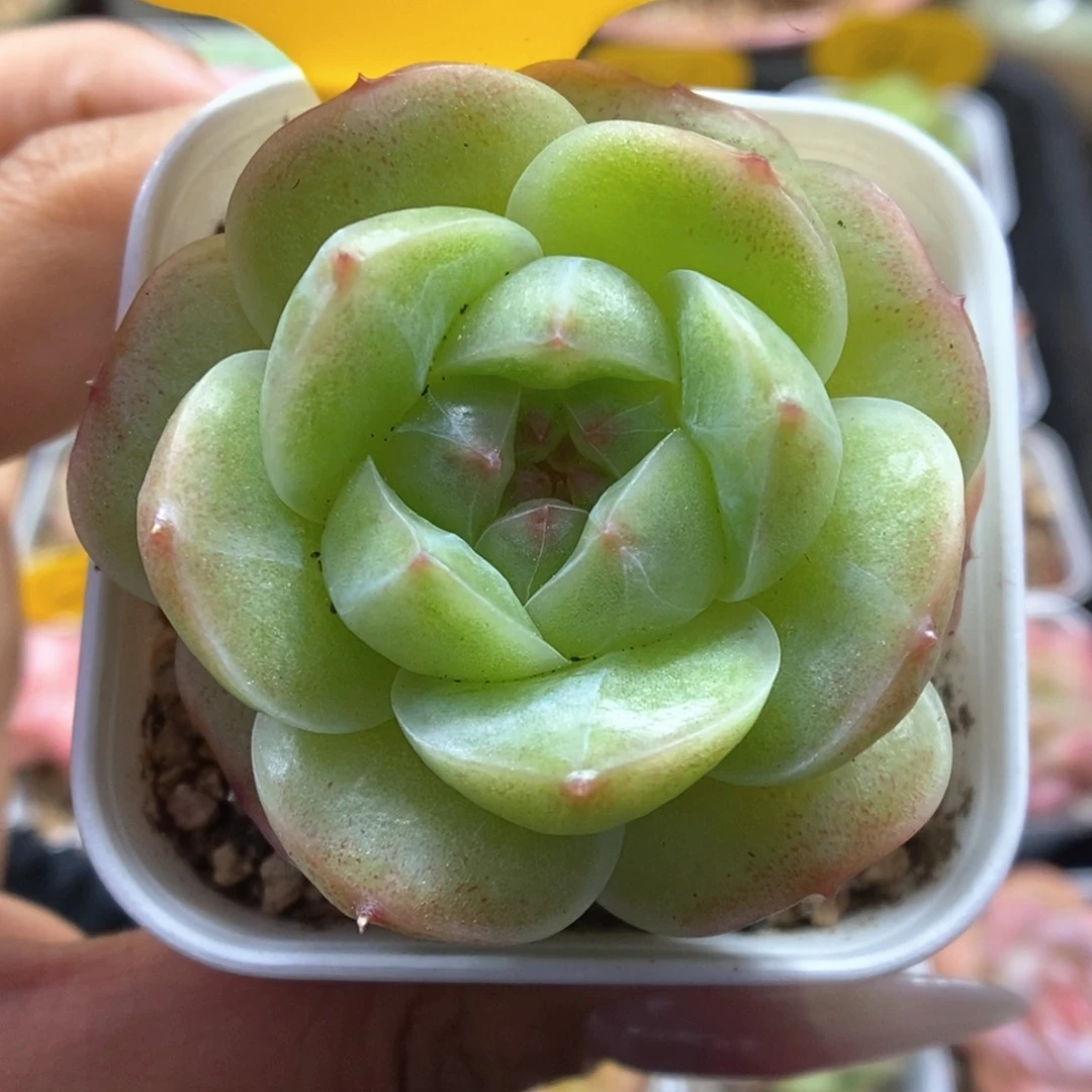 绿糖心珍妮848号。