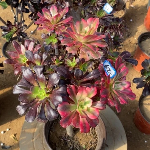 嫁接法师瑕疵一物一拍