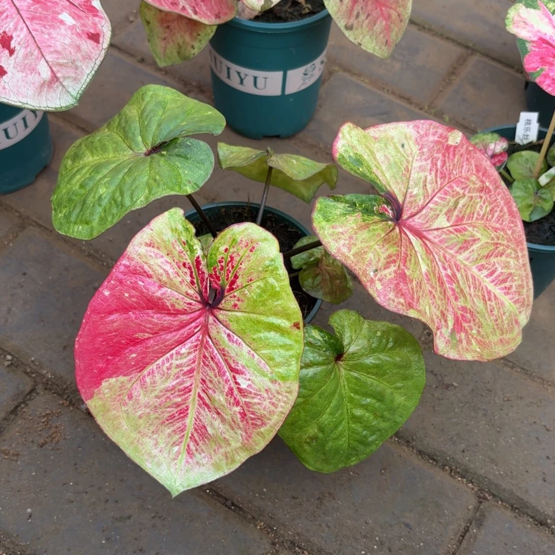 大富翁泰国 75-1114