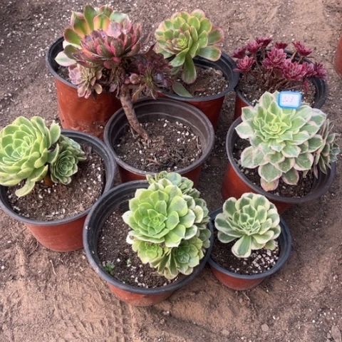 228多肉植物组合，