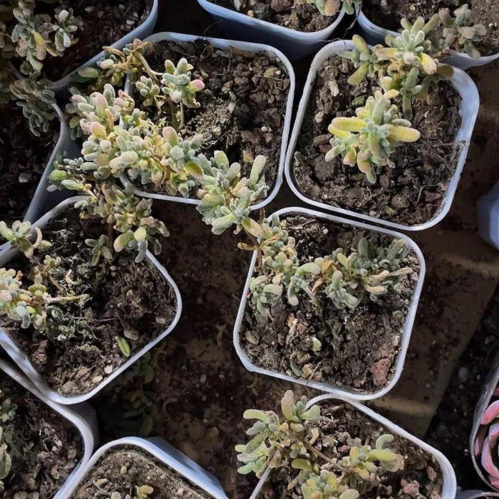 冰晶枝干1.8带盆处理没售后