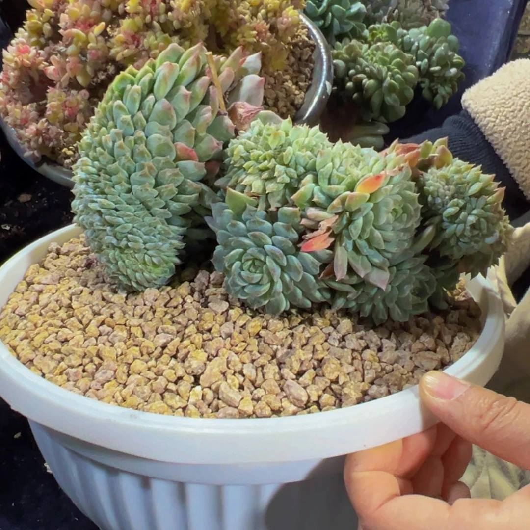 紫心山茶花冰魄缀特价