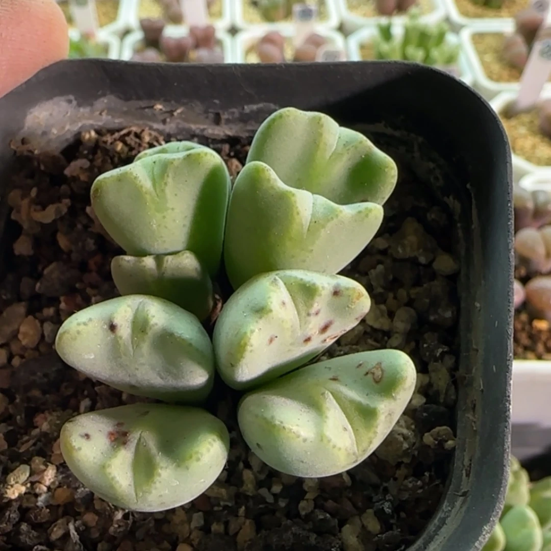 【闪购商品】18403 花车璇花
