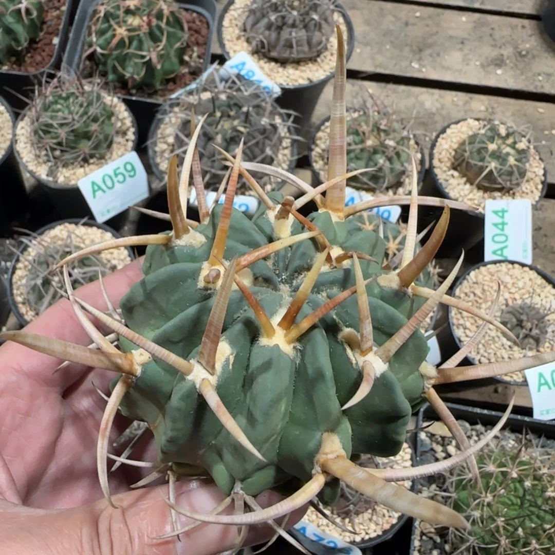 龙剑 自根仙人球070