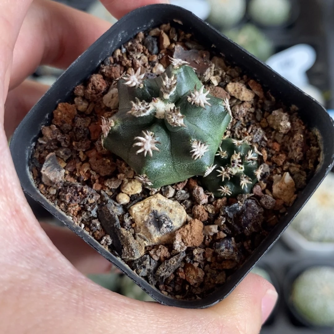 双头短豪刺青花虾优选